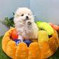 Cute Fruit Tart Pet Bed Sleep Pillow